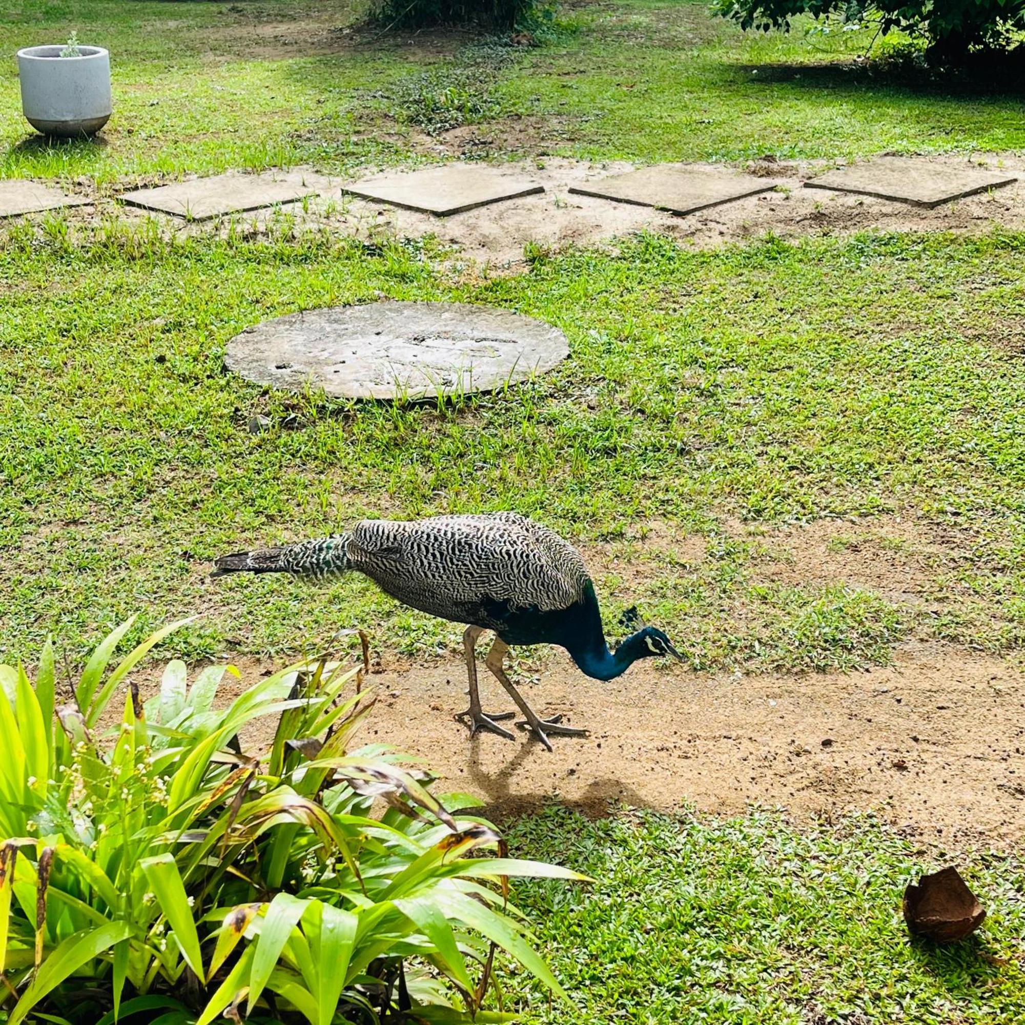 Hanguk Lanka Lagoon Villa Tangalle Ngoại thất bức ảnh