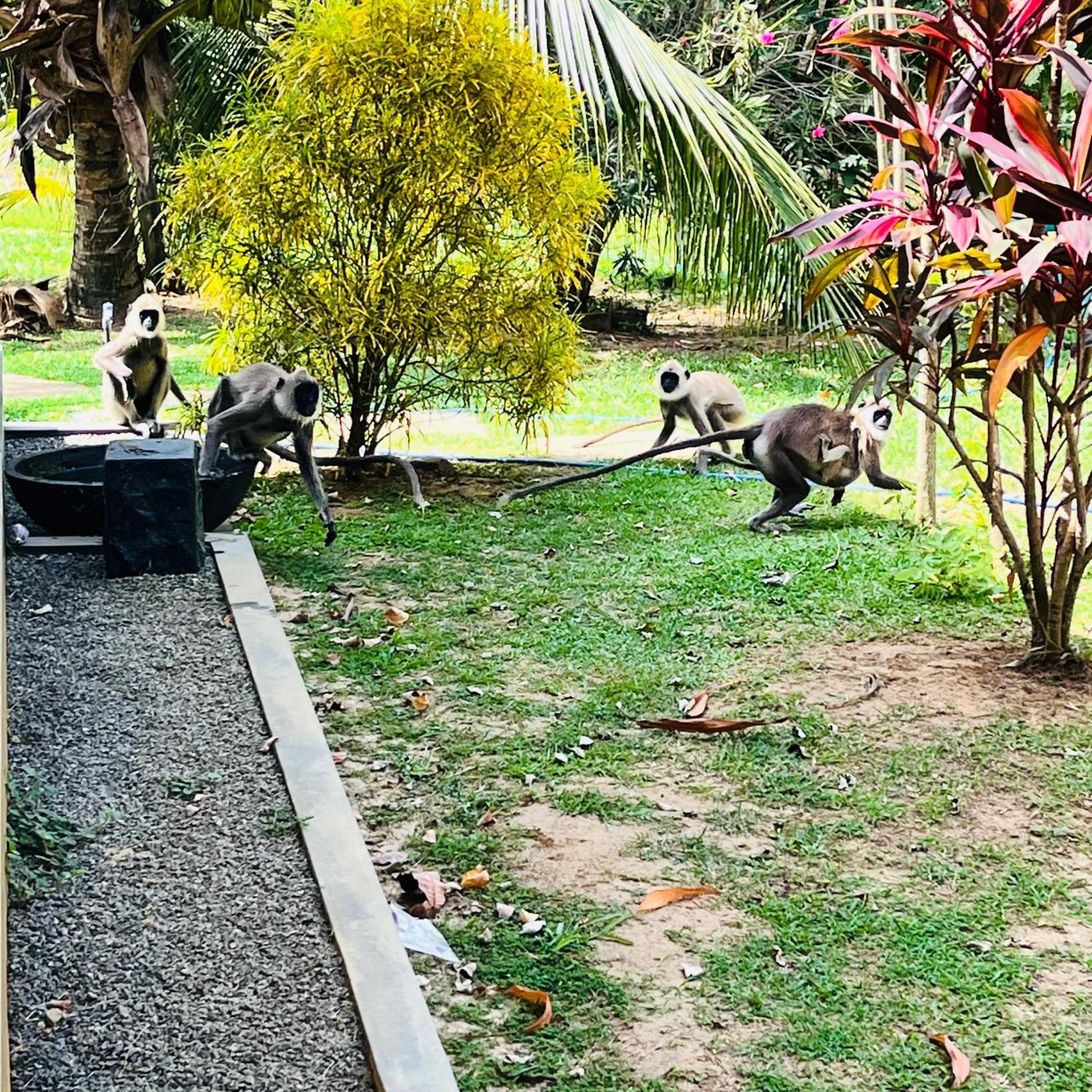 Hanguk Lanka Lagoon Villa Tangalle Ngoại thất bức ảnh